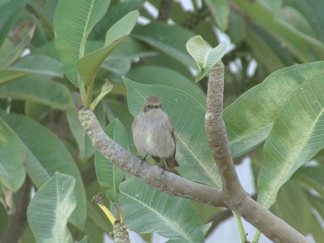 Rufous-backed Redstart - ML201594201