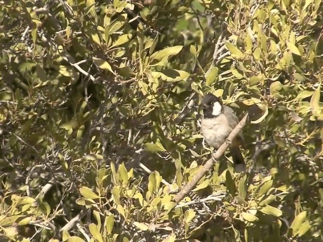 Bulbul Orejiblanco - ML201594231