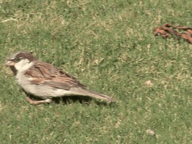 House Sparrow - ML201594241