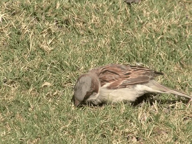 House Sparrow - ML201594251