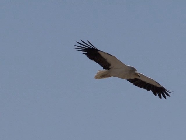Egyptian Vulture - ML201594261