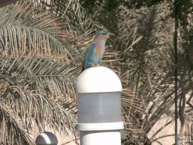 Indian Roller - ML201594271