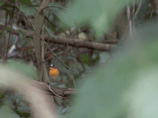 Orange-breasted Forest Robin - ML201594301