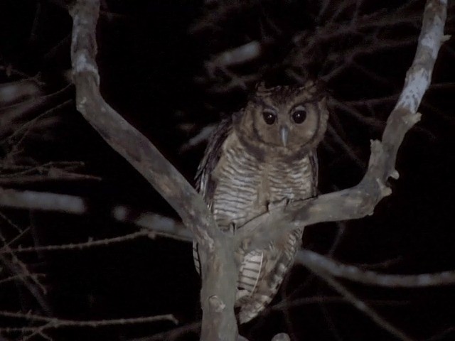 Fraser's Eagle-Owl (Western) - ML201594311