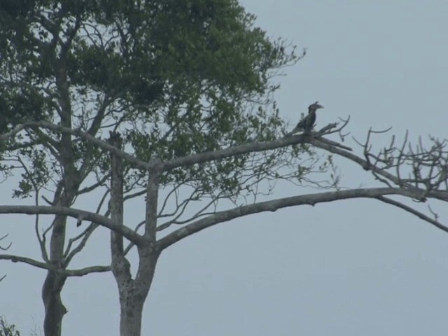 Brown-cheeked Hornbill - ML201594381