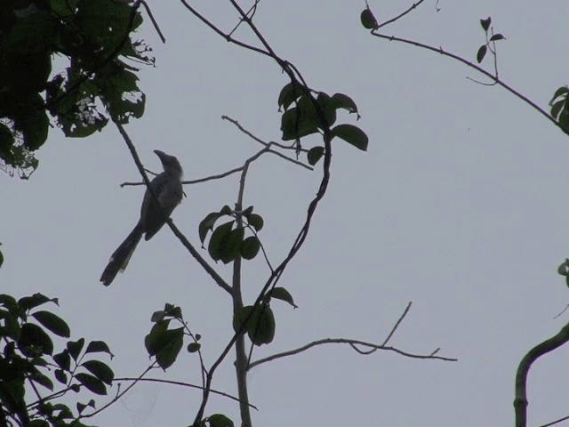 Western Dwarf Hornbill - ML201594531