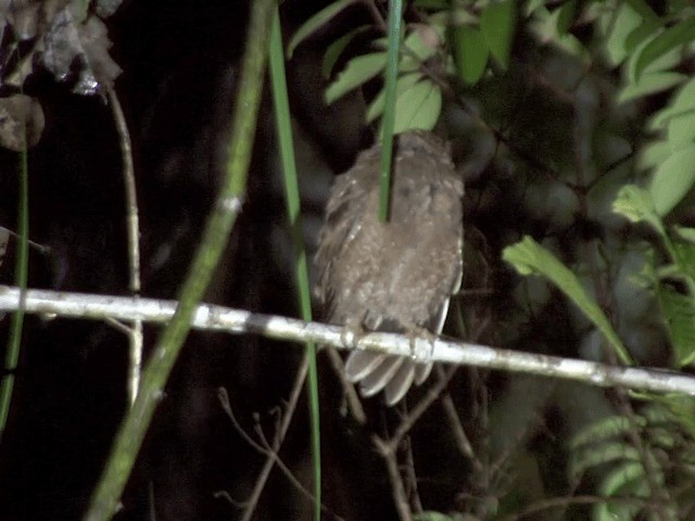 Simeulue Scops-Owl - ML201594551