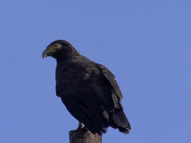 Crested Serpent-Eagle (Simeulue) - ML201594591