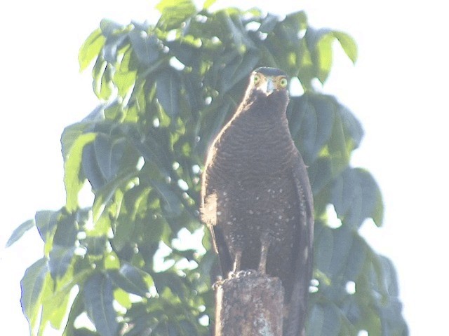 Haubenschlangenadler (abbotti) - ML201594601