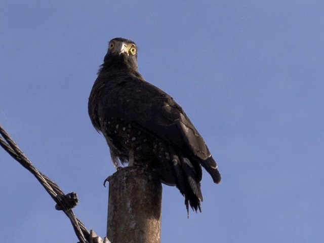 Haubenschlangenadler (abbotti) - ML201594621