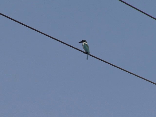 Martin-chasseur à collier blanc (groupe chloris) - ML201594631