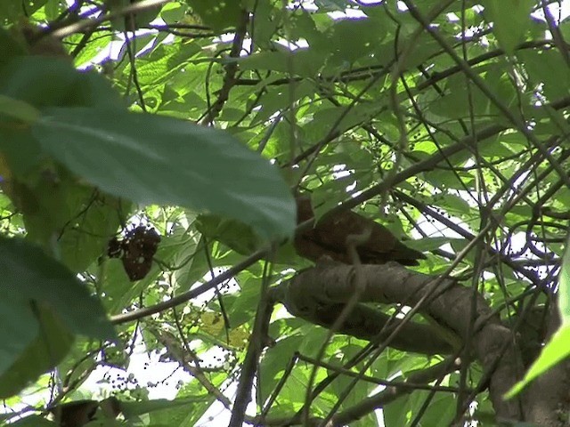 Barusan Cuckoo-Dove - ML201594641