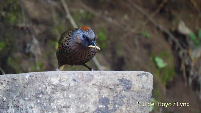 Assam Laughingthrush - ML201594671