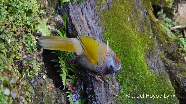 Assam Laughingthrush - ML201594681