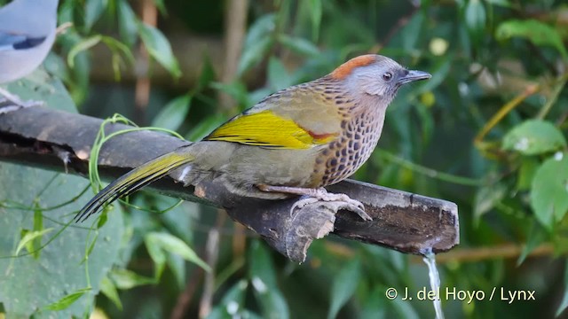 Assam Laughingthrush - ML201594691