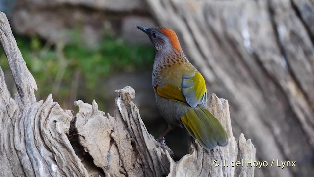 Assam Laughingthrush - ML201594711