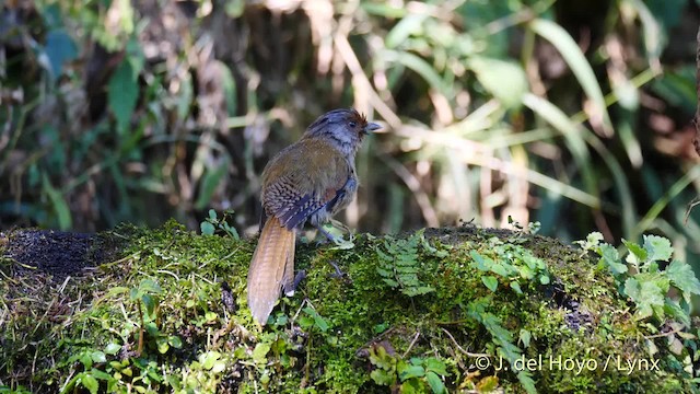 Rusty-fronted Barwing - ML201594801