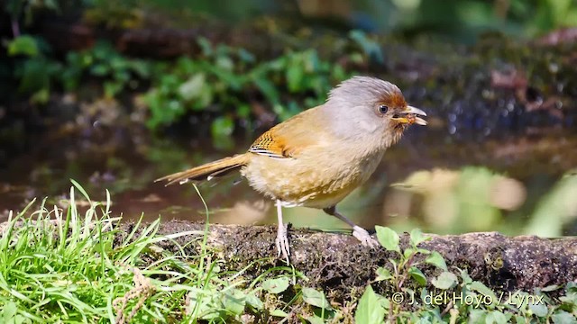 Rusty-fronted Barwing - ML201594821