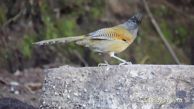 Rusty-fronted Barwing - ML201594831