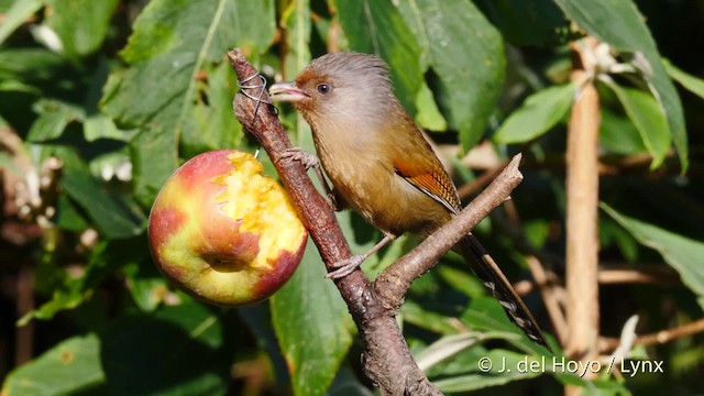 Rusty-fronted Barwing - ML201594841