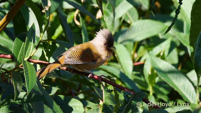 Rusty-fronted Barwing - ML201594851