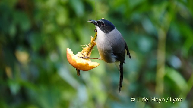 Garrulaxe de Desgodins (desgodinsi/tonkinensis) - ML201595011