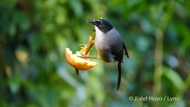 Black-headed Sibia (Black-headed) - ML201595011