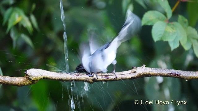 Black-headed Sibia (Black-headed) - ML201595021