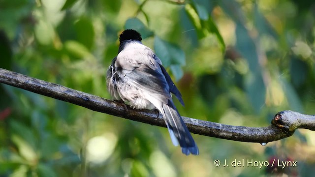 Garrulaxe de Desgodins (desgodinsi/tonkinensis) - ML201595031