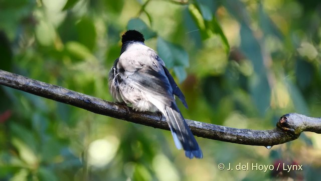 Black-headed Sibia (Black-headed) - ML201595031