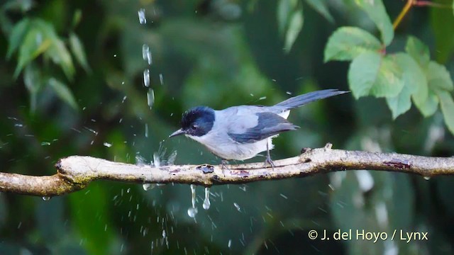 Black-headed Sibia (Black-headed) - ML201595041