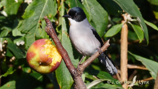 Kara Başlı Sibya (desgodinsi/tonkinensis) - ML201595051