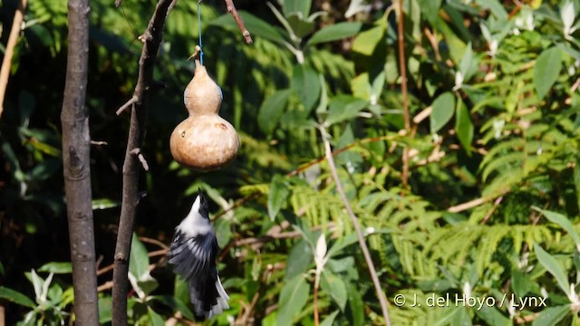 Kara Başlı Sibya (desgodinsi/tonkinensis) - ML201595061