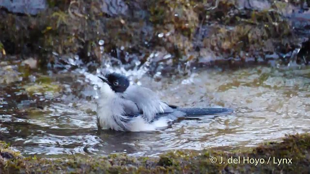 Black-headed Sibia (Black-headed) - ML201595071