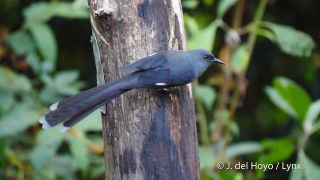 Garrulaxe à longue queue - ML201595091