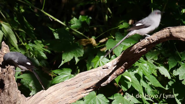 Garrulaxe à longue queue - ML201595101