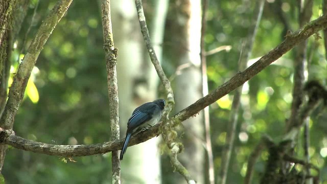 Mindanao Blue-Fantail - ML201595241