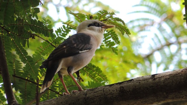 Vinous-breasted Myna - ML201595291