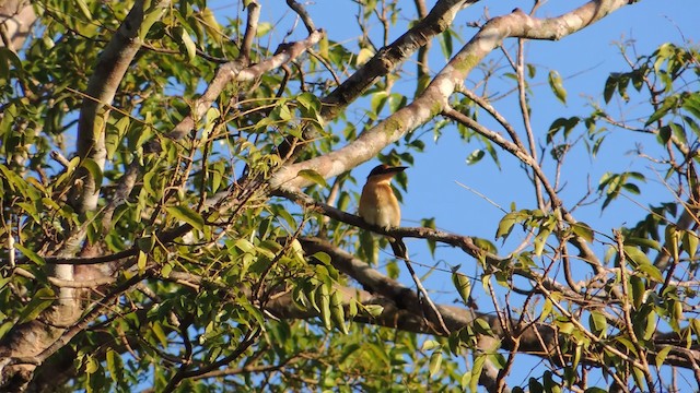 Rufous-lored Kingfisher - ML201595301