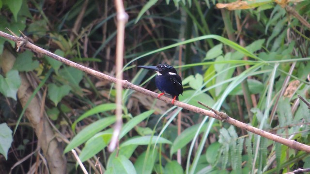 Northern Silvery-Kingfisher - ML201595311