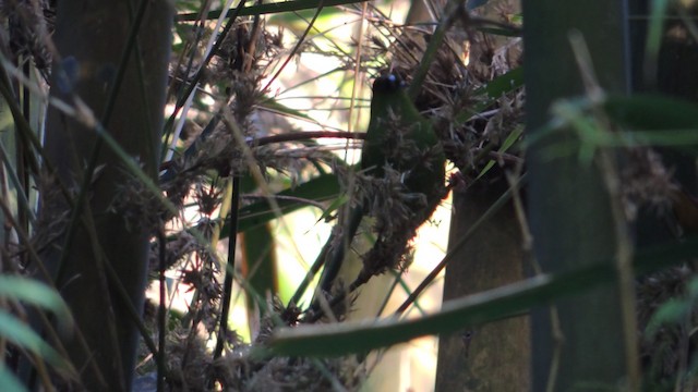 Green-faced Parrotfinch - ML201595331