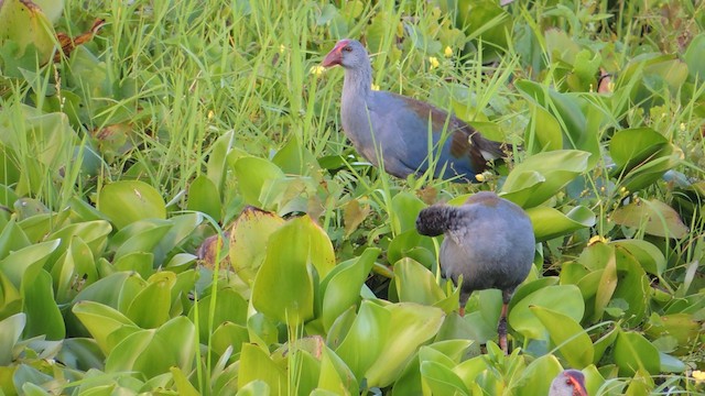 Philippine Swamphen - ML201595421