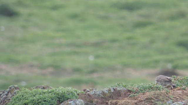 Rock Pipit (Western) - ML201595481