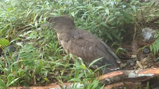 Japanese Night Heron - ML201595551