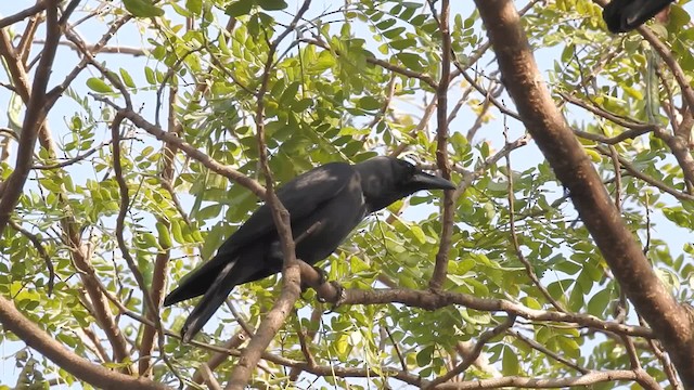 House Crow - ML201595561