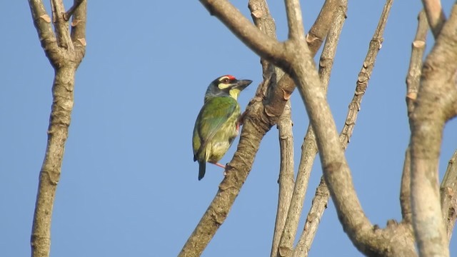 Coppersmith Barbet - ML201595581