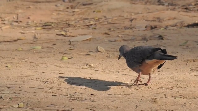 Spotted Dove (Eastern) - ML201595591