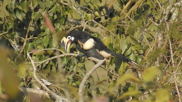 Oriental Pied-Hornbill - ML201595611