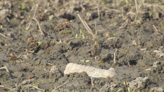 ウスベニタヒバリ - ML201595621