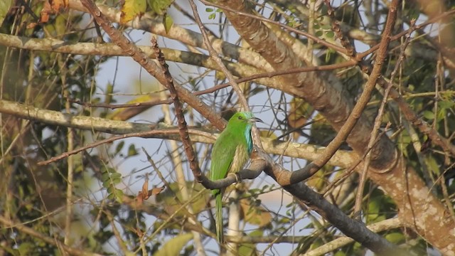 Blue-bearded Bee-eater - ML201595641